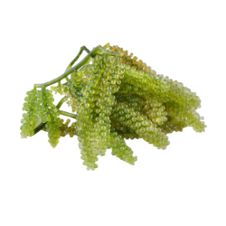 green caviar